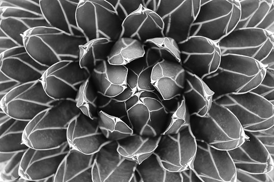 Mom's cactus