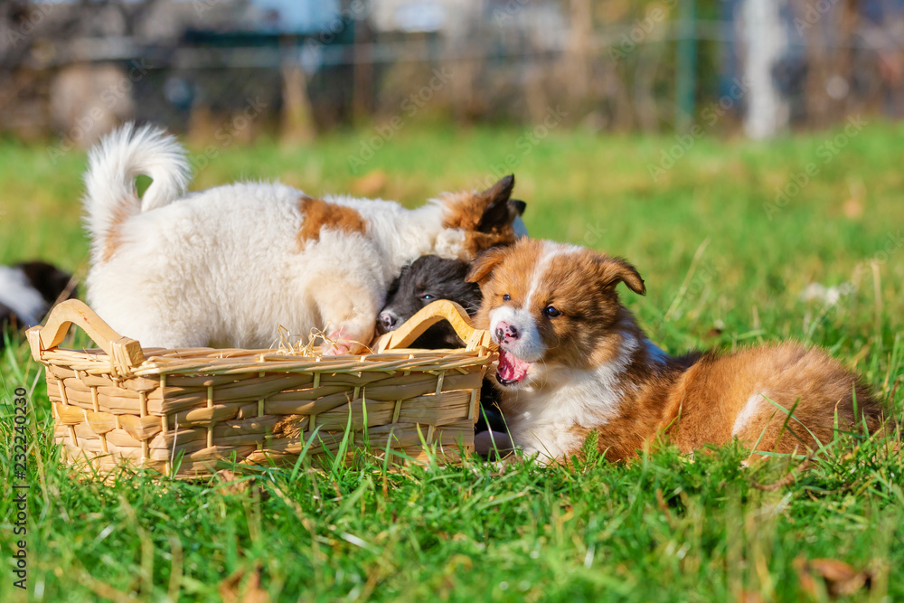 Wall mural Elo puppies gnaw at a basket