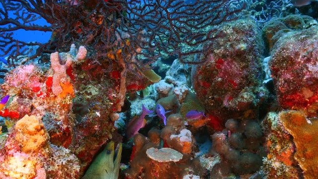 Seascape of coral reef in Caribbean Sea around Curacao at dive site Smokey's  with black gorgonian coral and green moray eel