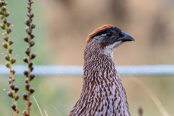 Closeup view of Erckel's Francolin (pternistis erckelii), profile view. On Mauna Kea, Big Island, Hawaii. 