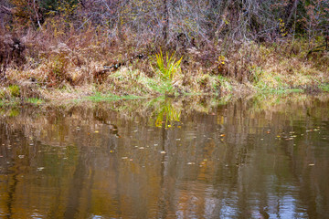autumn leaves in water