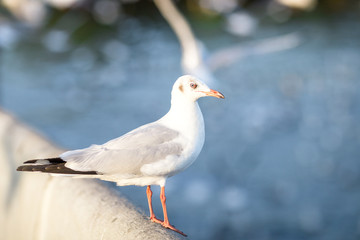 The gulls, flying on the wooden floor, bridges, flying, food from the hands of visitors, wings spread, and flying activities, are the natural beauties of the popular poultry. seasonal