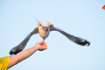 Fototapeta premium The gulls, flying on the wooden floor, bridges, flying, food from the hands of visitors, wings spread, and flying activities, are the natural beauties of the popular poultry. seasonal