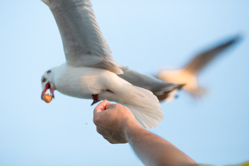 The gulls, flying on the wooden floor, bridges, flying, food from the hands of visitors, wings spread, and flying activities, are the natural beauties of the popular poultry. seasonal
