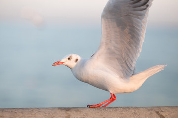 The gulls, flying on the wooden floor, bridges, flying, food from the hands of visitors, wings spread, and flying activities, are the natural beauties of the popular poultry. seasonal
