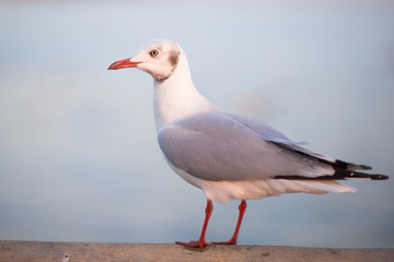 The gulls, flying on the wooden floor, bridges, flying, food from the hands of visitors, wings spread, and flying activities, are the natural beauties of the popular poultry. seasonal