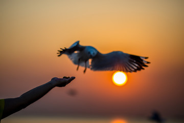 The silhouette of a gull, flying from the hands of a tourist with the sun rising back to the horizon by the sea, some very flying birds, a flying bird wallpaper.