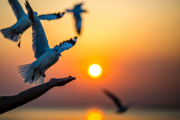 The silhouette of a gull, flying from the hands of a tourist with the sun rising back to the horizon by the sea, some very flying birds, a flying bird wallpaper.