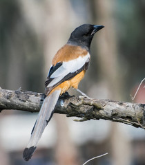 Rufous Treepie on Branch
