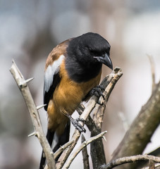 Rufous Treepie on Branch