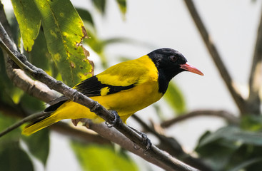Black Hooded Oriole