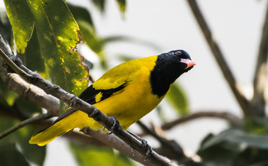 Black Hooded Oriole