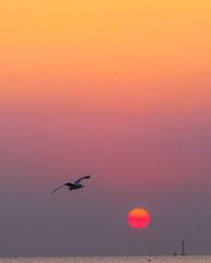 The background of the colorful silhouette of the evening sun is golden yellow, with sea water and gulls swimming or flying above the water surface, is a natural beauty.