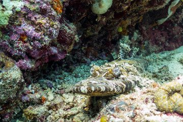 Camouflaged Crocodilefish - Kapalai, Borneo, Malaysia
