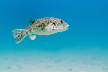 Puffer Fish in Perhentian Islands, Malaysia