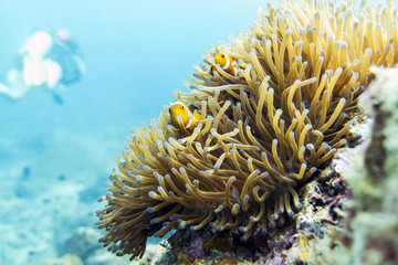 Naklejka na ściany i meble Clownfish (anemonefish) - Perhentian Islands, Malaysia