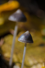 Mushroom in forest