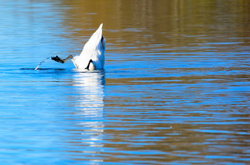 swan in the water