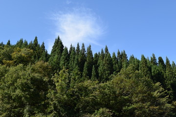 スギ林