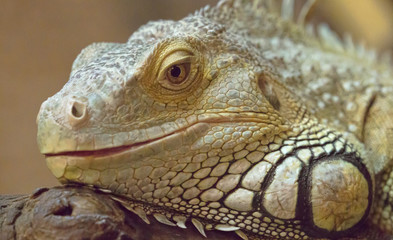 lizard portrait on brown