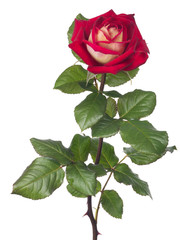 Obraz premium dark and light red large rose with lush foliage