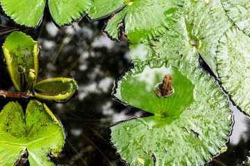 A brown frog sitting on a round water lilly leaf in the pond, close up.