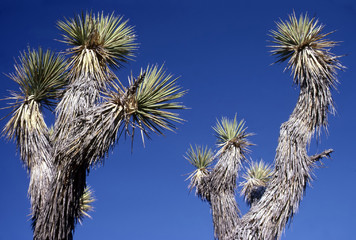 Naklejka premium Yoshua Tree