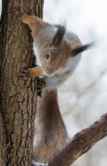 Fototapeta na wymiar winter squirrel on brown tree