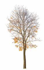 maple tree with last gold leaves isolated ob white