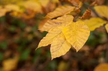 closeup of autumnal beech leaves in the forest