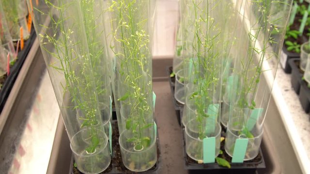 Thale cress and mouse-ear cress or Arabidopsis thaliana is an important model organism plant genetics and molecular biology science, phytotron cultivation growth, nutrient box, growth chamber