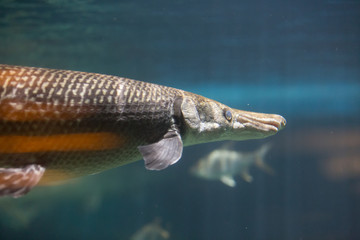 armour pike 
