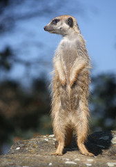 Meerkat stands on its hind legs on a stone and looks left