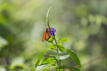 butterfly on leaf