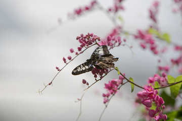 butterfly on flower