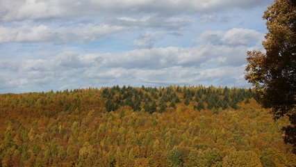 Fototapeta premium Herbstwald