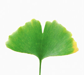 Fototapeta premium Ginkgo Leaf Isolated On White Background