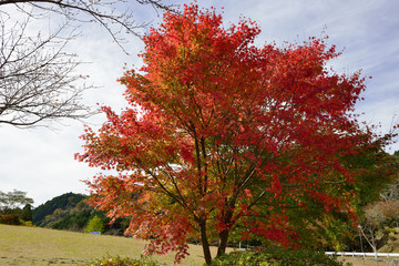 鶴見岳山麓の紅葉