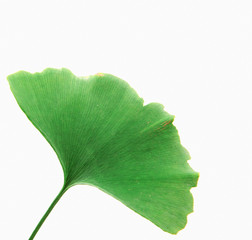 green ginkgo biloba isolated on white background