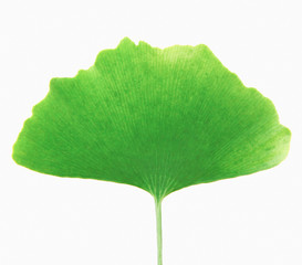 green ginkgo biloba isolated on white background