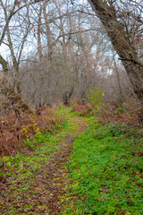 path in the forest