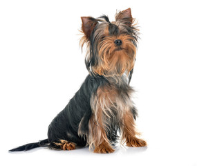 young yorkshire terrier
