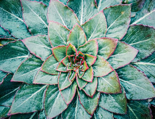 Fototapeta premium background of green leaves