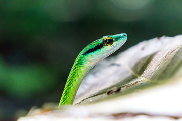 Green Parrot Snake in Manuel Antonio National Park, Costa Rica