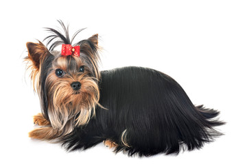 young yorkshire terrier