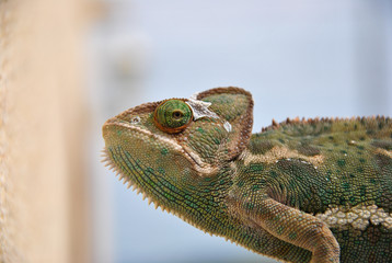 El camaleón de perfil