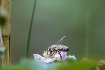 Soft-drawn honeybee on a purple blossom against blurred green background with copy space