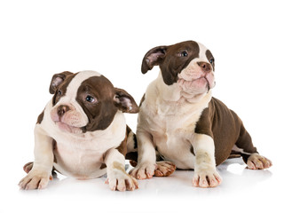 puppies american bully