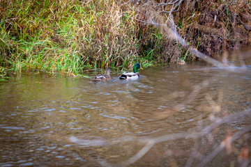ducks in river