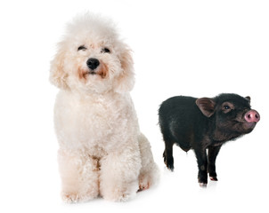 vietnamese pig and bichon